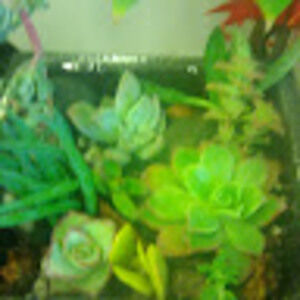 Meet your Posher, Sylvia